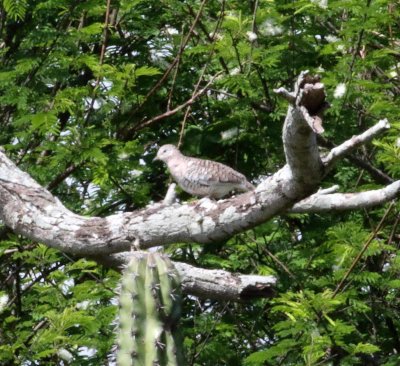 Scaled Dove_6174.jpg