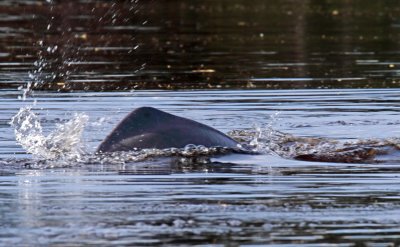 Amazon River Dolphin_8974.jpg
