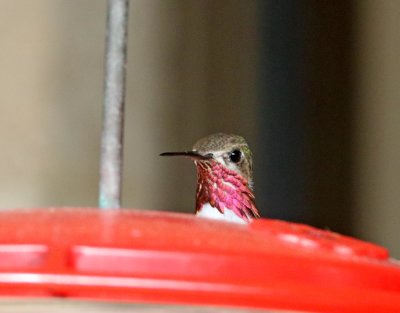 Calliope Hummingbird - male_7383.jpg