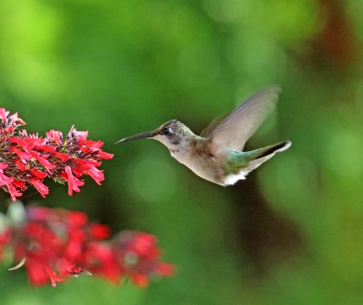 Black-chinned Hummingbird_7397.jpg
