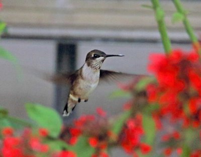 Ruby-throated Hummingbird - male_7421.jpg