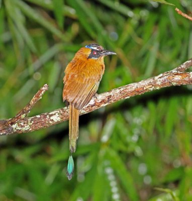 Whooping Motmot_4604.jpg