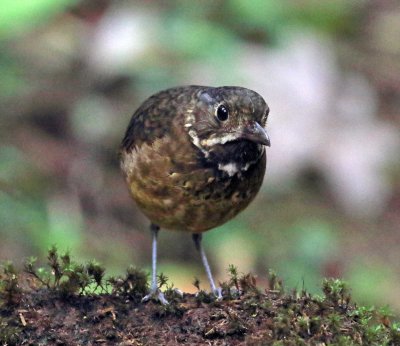 Scaled Antpitta_8978.jpg