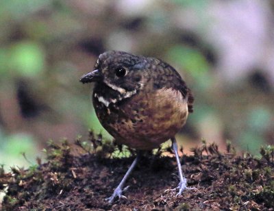 Scaled Antpitta_9001.jpg