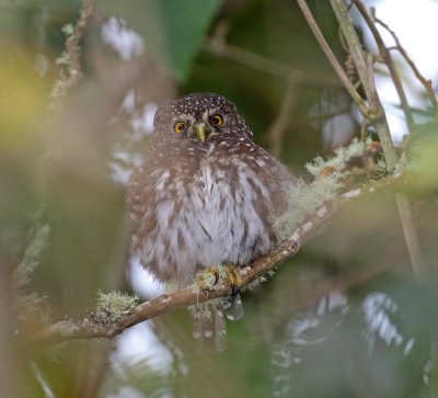 Andean Pygmy-Owl_1219.jpg