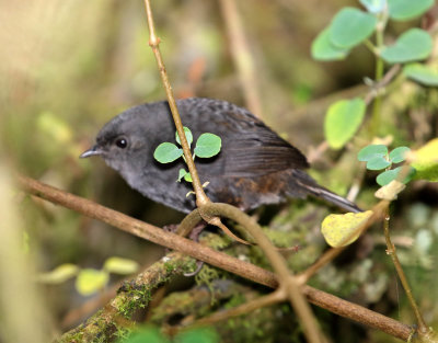 Paramo Tapaculo_0408.jpg