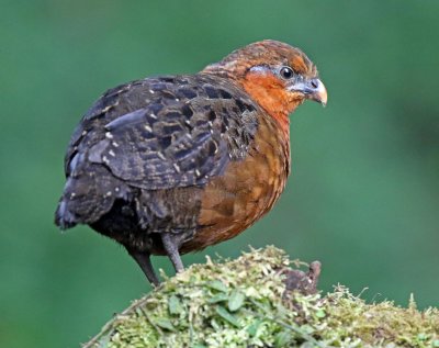 Chestnut Wood Quail_0317.jpg