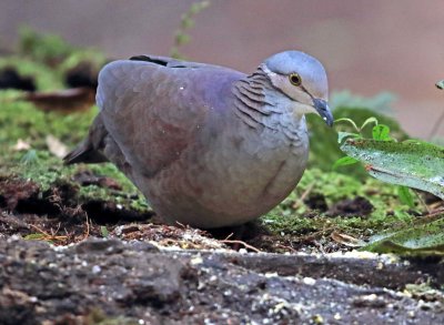 White-throated Quail-Dove_1295.jpg