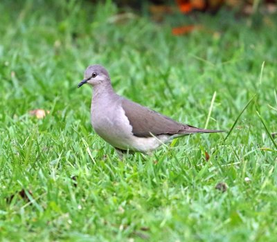 White-tipped Dove_3268.jpg