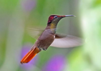 Ruby-topaz Hummingbird - male_2924.jpg