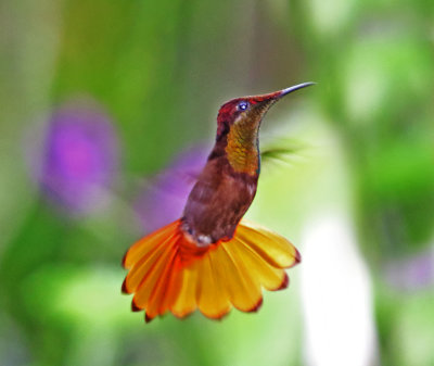 Ruby-topaz Hummingbird - male_2938.jpg