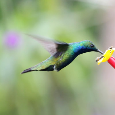Black-throated Mango - male_3039.jpg