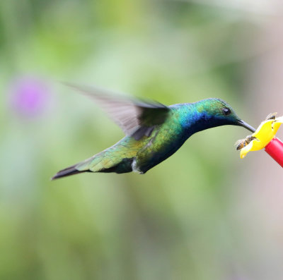 Black-throated Mango - male_3039.jpg