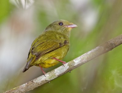 Golden-winged Manakin - female_3811.jpg