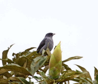 Red-crested Cotinga - male_0096.jpg