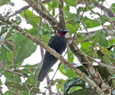 Purple-throated Fruitcrow_9118.jpg