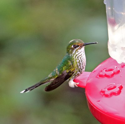 White-booted Racket-tail - female_1768.jpg