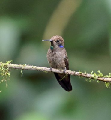 Brown Violetear_8122.jpg