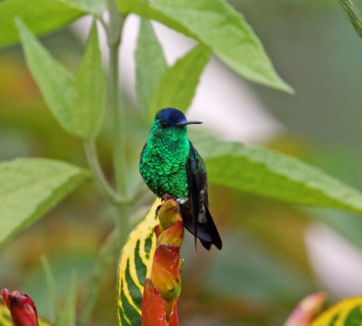 Indigo-capped Hummingbird - male_2481.jpg