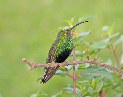 Mountain Velvetbreast - male_1180.jpg