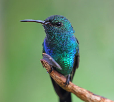 Shining-green Hummingbird - male_2725.jpg