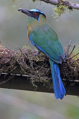 Andean Motmot - juvenile_8701.jpg