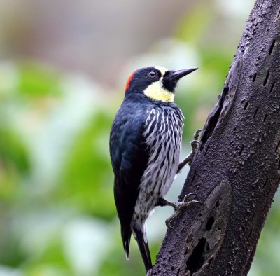 Acorn Woodpecker - male_8083.jpg