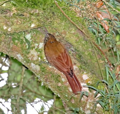 Montane Woodcreeper_4225.jpg