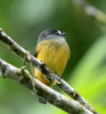 Ornate Flycatcher_9149.jpg