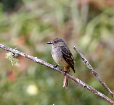 Rufous-tailed Tyrant_3495.jpg