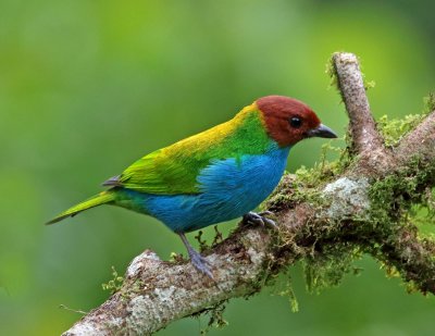 Bay-headed Tanager - male_2307.jpg