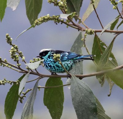 Beryl-spamgled Tanager_1067.jpg