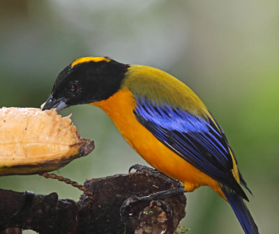 Black-chinned Mountain-Tanager_9080.jpg