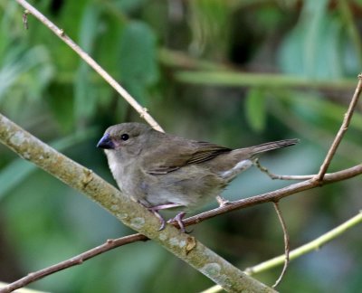 Dull-colored Grassquit_3846.jpg