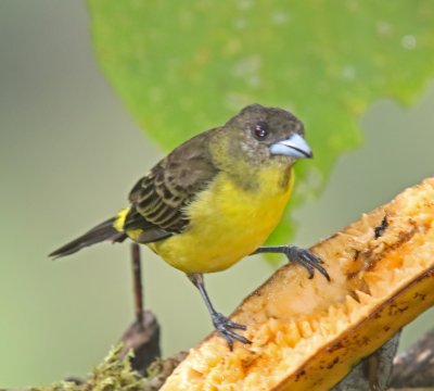 Flame-rumped Tanager - female_8916.jpg