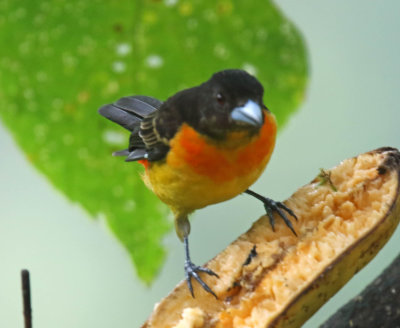 Flame-rumped Tanager - juvenile male_8874.jpg
