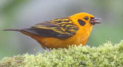 Golden Tanager_9501.jpg