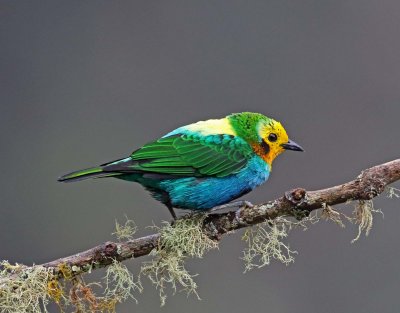Multicolored Tanager_7935.jpg