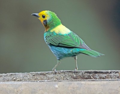 Multicolored Tanager_8743.jpg