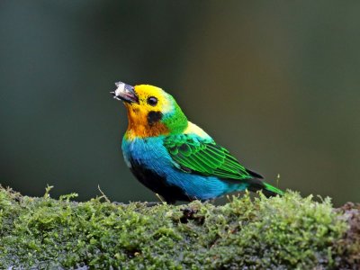 Multicolored Tanager_8855.jpg