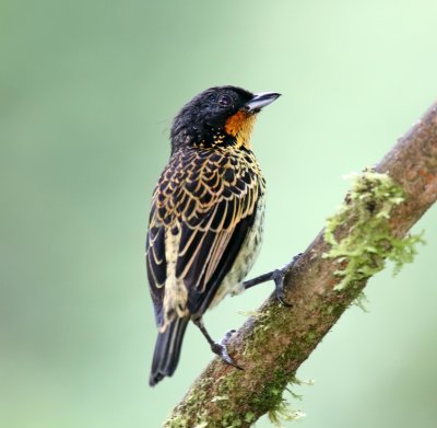 Rufous-throated Tanager_8849.jpg