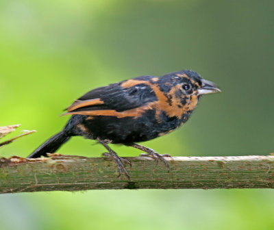 White-lined Tanager -juvenile male molting_8894.jpg