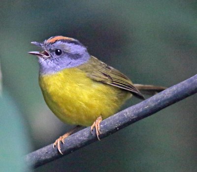 Russet-crowned Warbler_0111.jpg