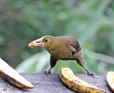 Russet-backed Oropendola_1746.jpg