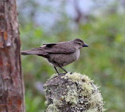 Shiny Cowbird - female_1129.jpg