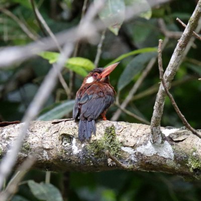 White-eared Jacamar blog_9515.jpg