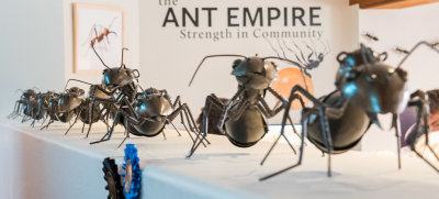 ANTZ!