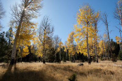 Aspen trees