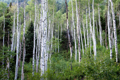 Marble CO aspen forest
