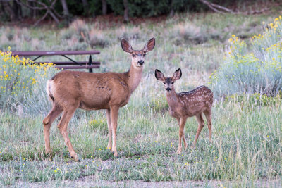Mother and fawn